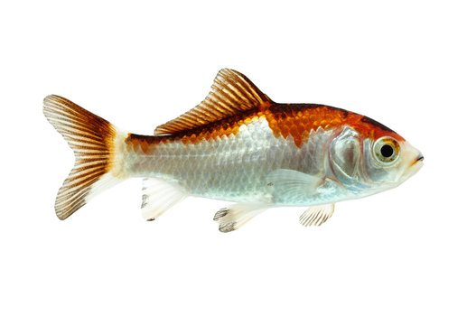 Goldfisch, gefleckt 2