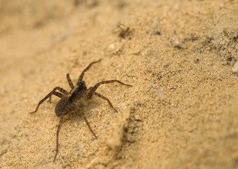 Pardosa