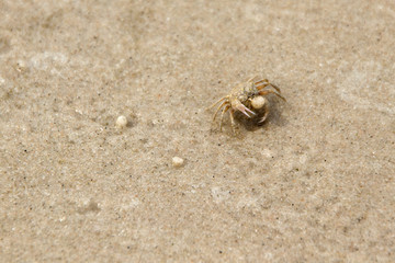 Swift land crab