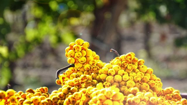 Uvas transforman en Oro