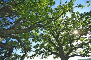 The leafage of an old oak .