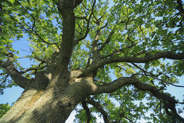 The leafage of an old oak .
