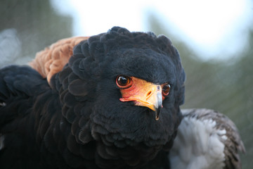 aigle bateleur