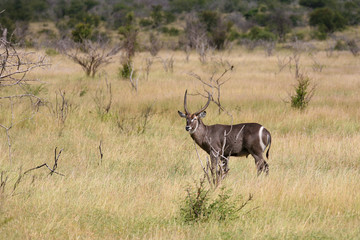 antilope waterbuck 5