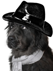 Portraitaufnahme Neufundländer mit Schal und Hut