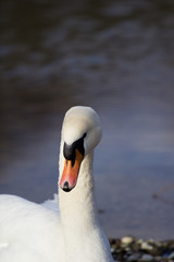 Obraz premium swan