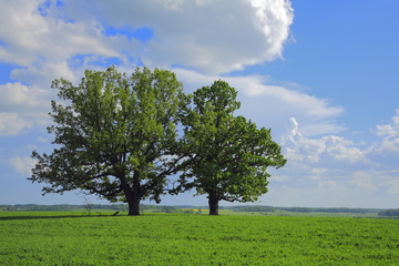 Fototapeta na wymiar The oak in the field.