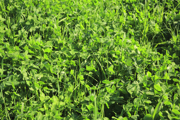 Close-up of green grass and clover.