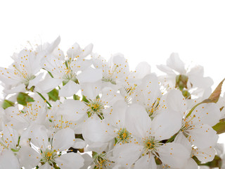 Apple Blossom closeup.Studio isolated