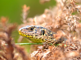 Sand Lizard (Lacerta agilis)