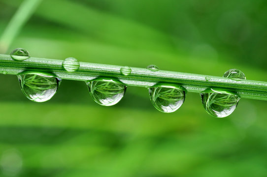 Fresh grass with dew drops close up