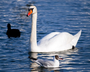 White swan in the water