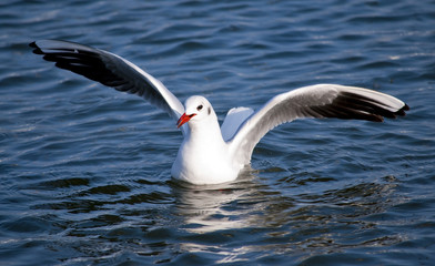 Gull in the water (Larus ridibundus)