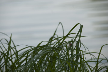 Стрекоза © suosha