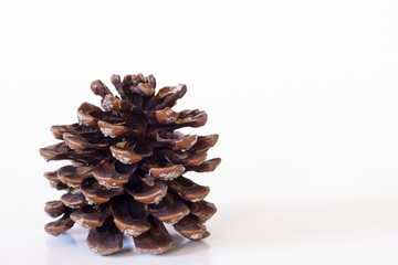 pine cone