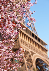 Fototapeta premium Wiosna w Paryżu. Kwitnąca wiśnia i wieża Eiffla