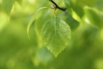 Naklejka premium Birch leaf