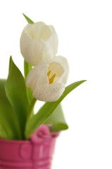 Tulips in a Bucket