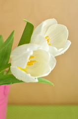 Obraz premium Tulips in a Bucket