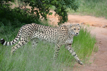 guépard afrique du sur 44