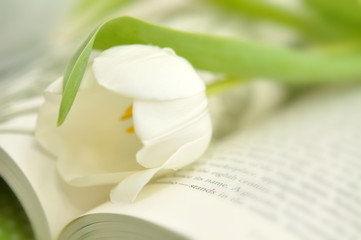 Tulip on a Book