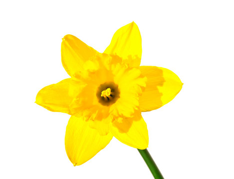 single daffodil flower.