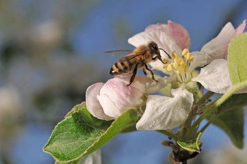 bee