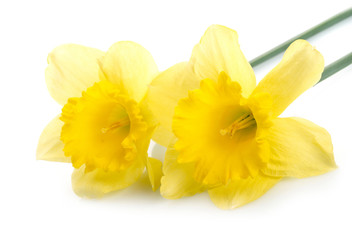 Yellow narcissus with waterdrops over white background