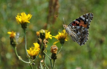 Painted Lady Butterfly