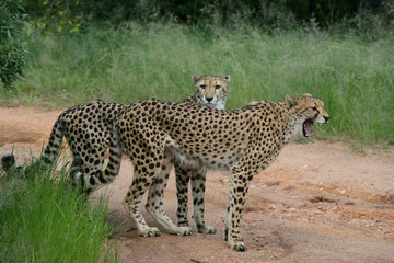 guépards afrique du sud