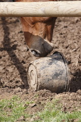 cheval avec sceau renversé