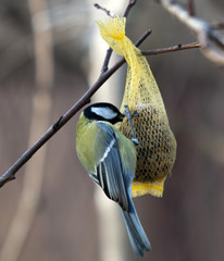 Tit