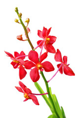 Naklejka na ściany i meble Czerwona orchidea