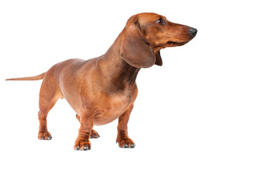 Dachshund Dog isolated over white background