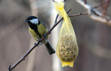 Tit