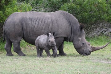 Baby Rhino with Adult