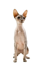 cat sphynx isolated on a white background
