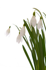 Fototapeta premium frühlingsblumen