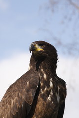 tête d'aigle-4
