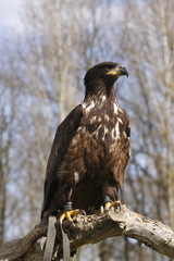 aigle pygargue posé