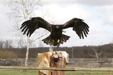 aigle pygargue aux ailes déployées se posant-2