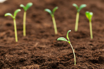 Green seedling illustrating concept of new life