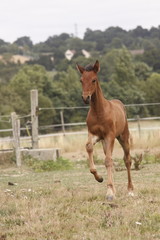 Fototapeta premium cheval poulain au pré