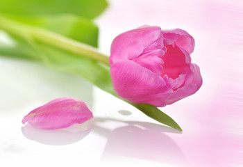 Obraz premium tulip