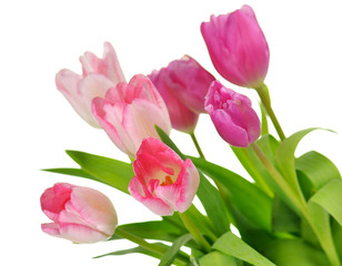 Naklejka na ściany i meble tulips