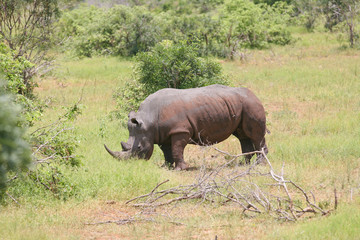 Fototapeta premium rhinocéros blanc kruger 6