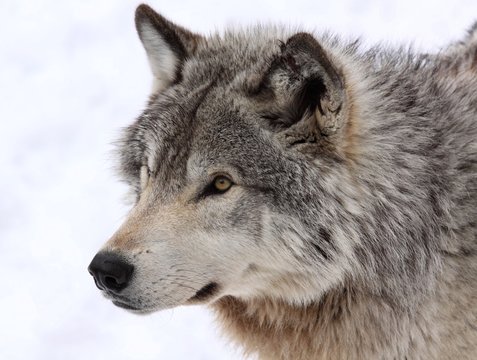 loup de profil