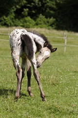 Obraz premium poulain au pré qui se gratte