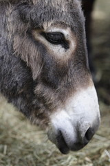 Fototapeta premium âne regard