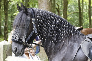cheval frison